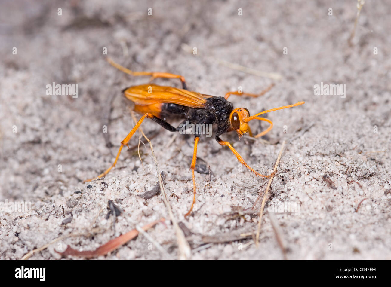 Orange and black spider hunting wasp Stock Photo