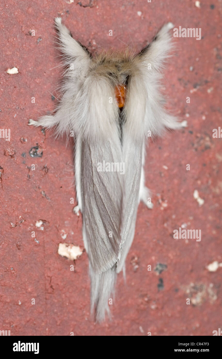 Male Sparshall's moth on brickwork at night Stock Photo