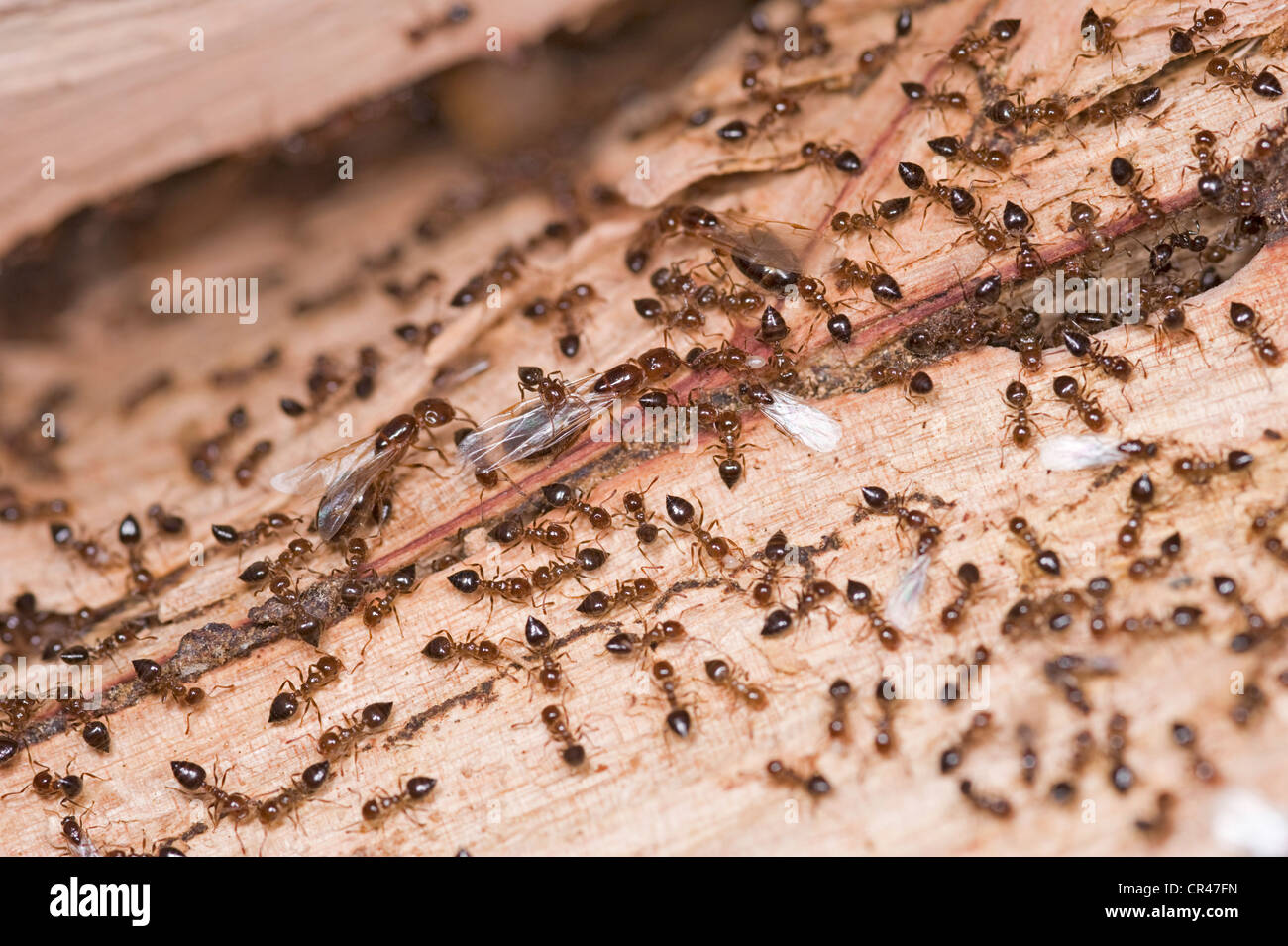 Ant nest uncovered in tree Stock Photo