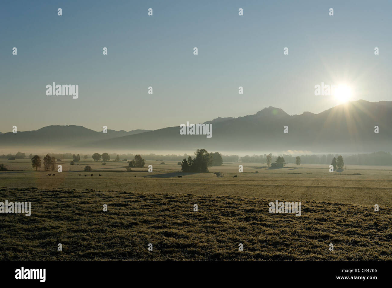 Kochler Moor, moorland near Grossweil, Pfaffenwinkel, Upper Bavaria, Germany, Europe Stock Photo