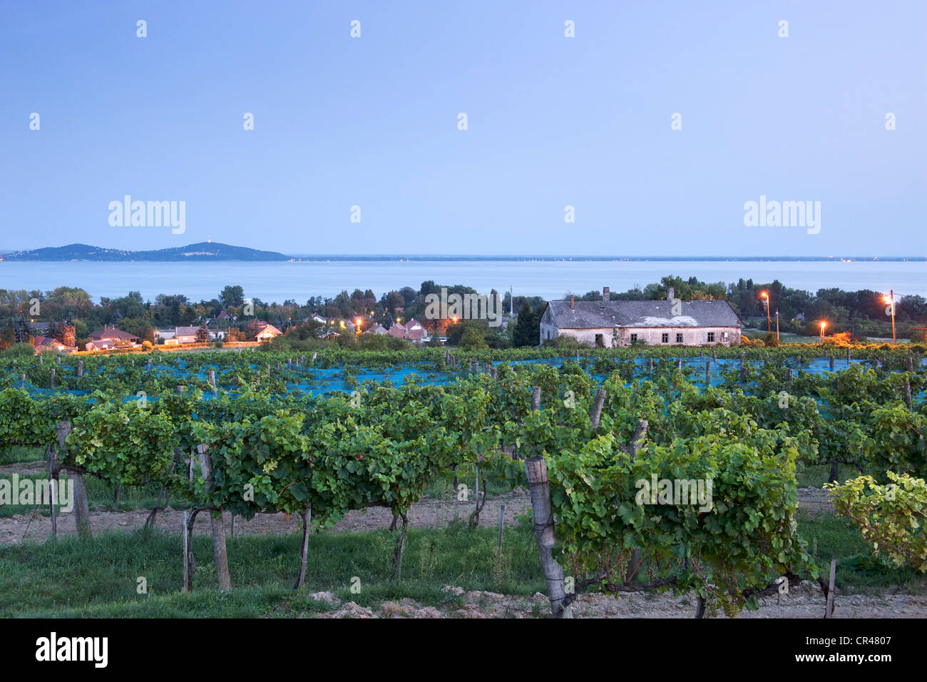 Dusk view across the Szeremley Winery vineyards to the shores of Lake Balaton in Badacsony, Hungary. Stock Photo