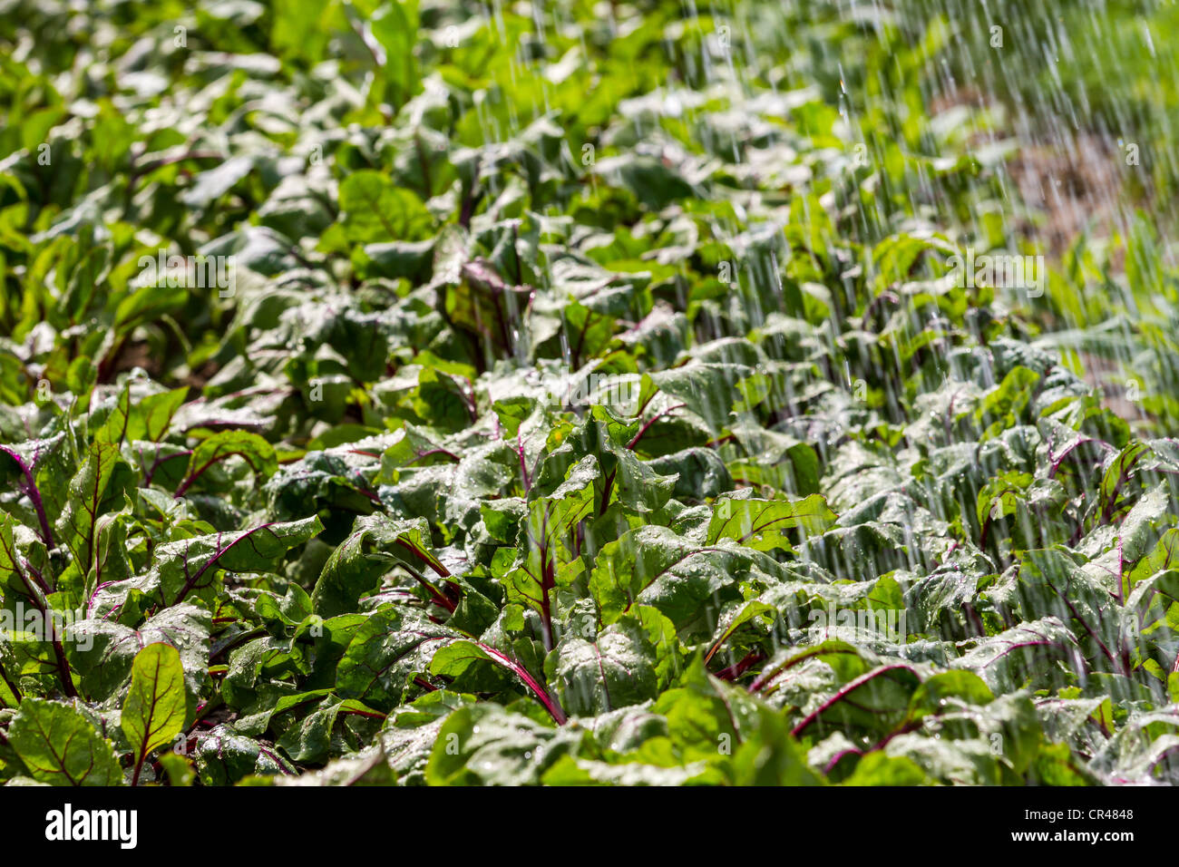 Watered beetroots field in the morning Stock Photo - Alamy