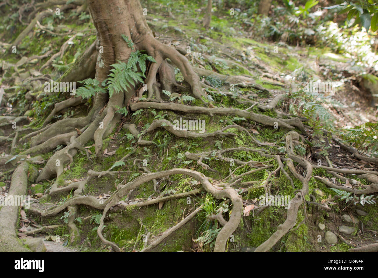 Moss covered tree roots Stock Photo Alamy
