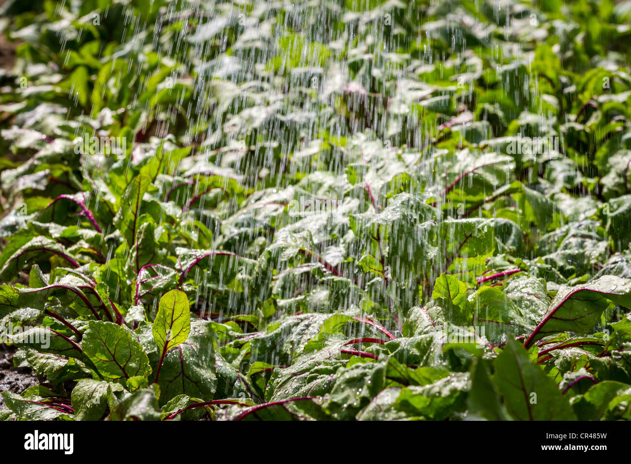 Watered beetroots field in the spring Stock Photo - Alamy