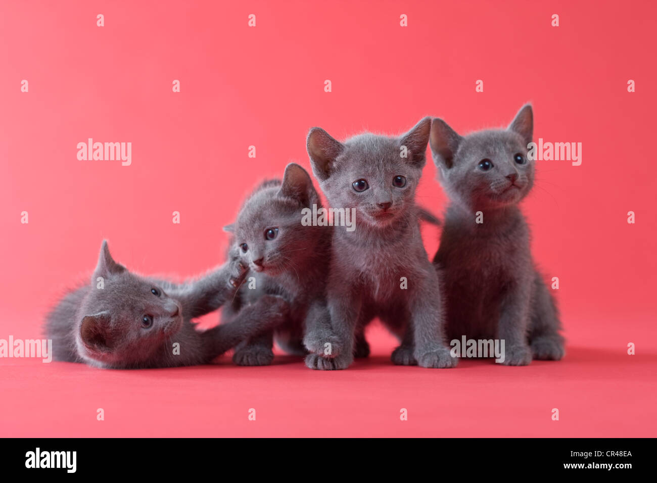 Young Playful Russian Blue Kitten Playing Weight Scale Gorgeous Blue Stock  Photo by ©MNStudio 661048912