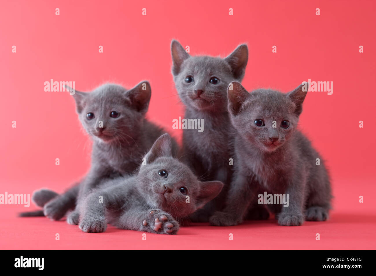 Four Russian Blue Kittens Stock Photo