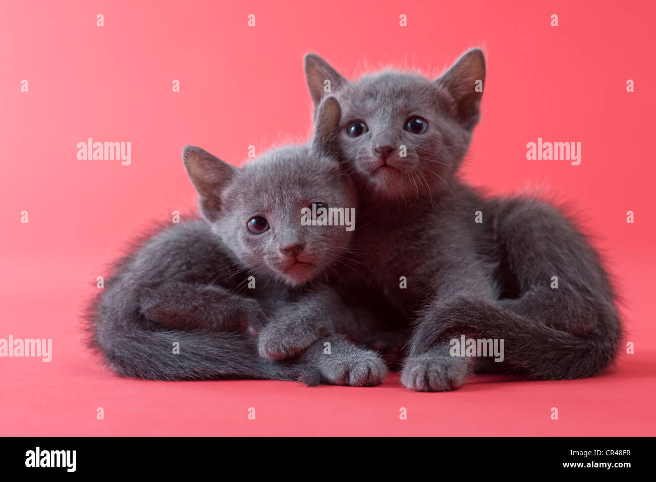 Two Russian Blue Kittens Stock Photo 48652347 Alamy