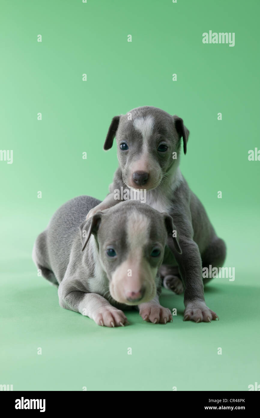 Italian Greyhound Puppies Hi res Stock Photography And Images Alamy italian-greyhound-puppies-hi-res-stock-photography-and-images-alamy