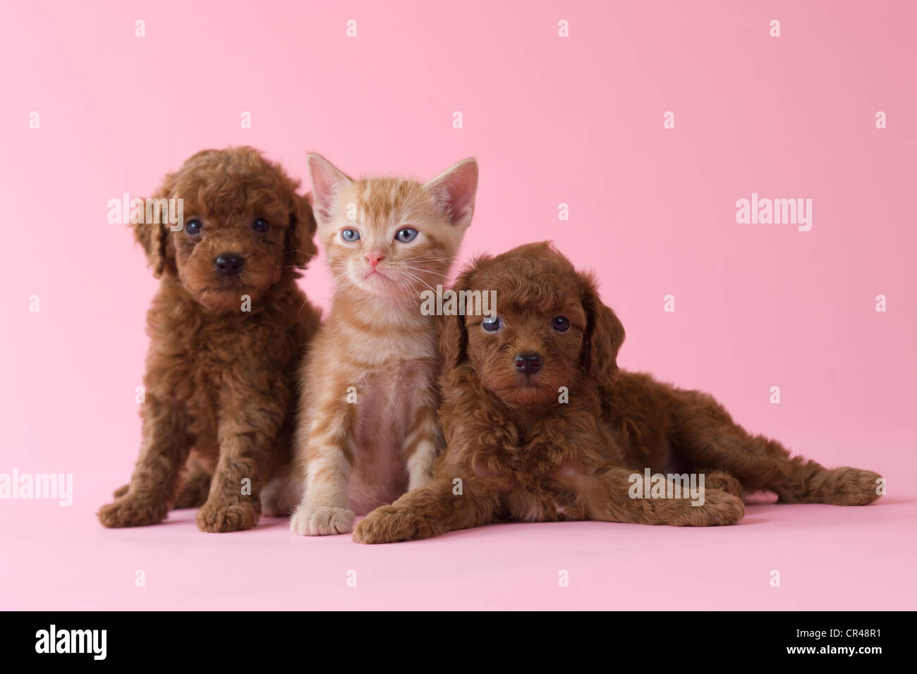 American Shorthair Kitten And Two Toy Poodle Puppies Stock Photo