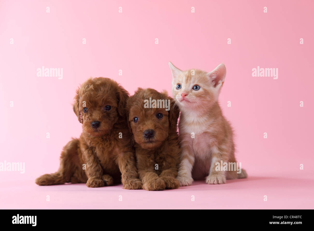 Cute Brown Toy Poodle Pink Stock Photos Cute Brown Toy Poodle