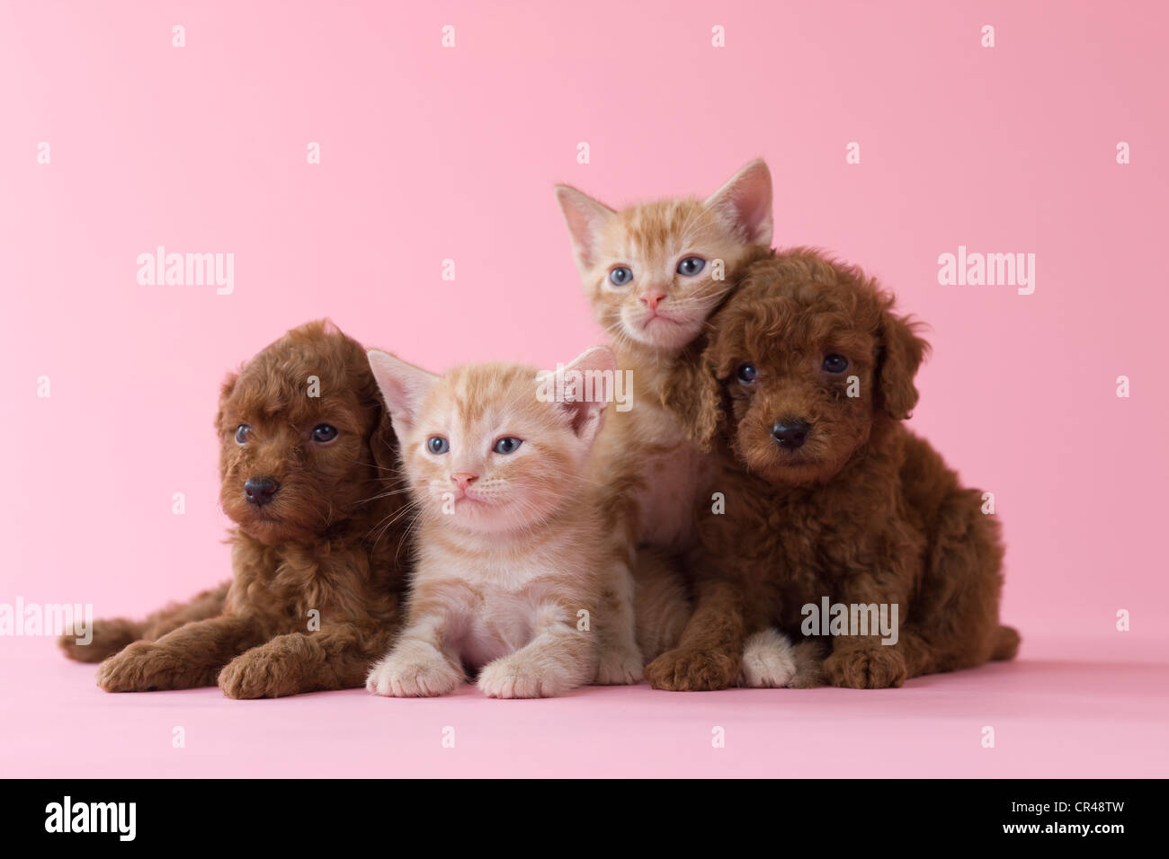 Sale super cute puppies and kittens on Sale, image size:1300x956