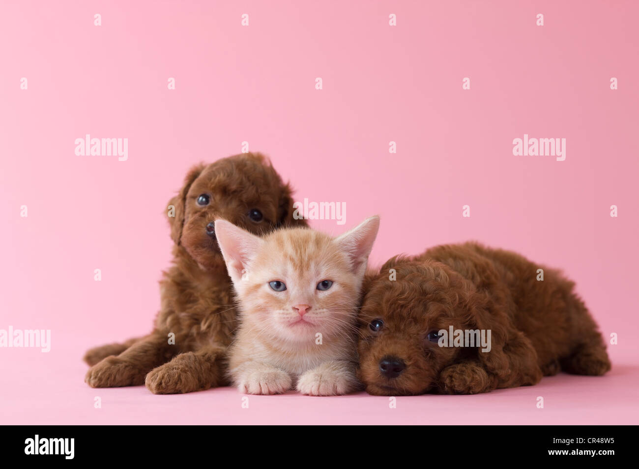 American Shorthair Kitten And Two Toy Poodle Puppies Stock Photo