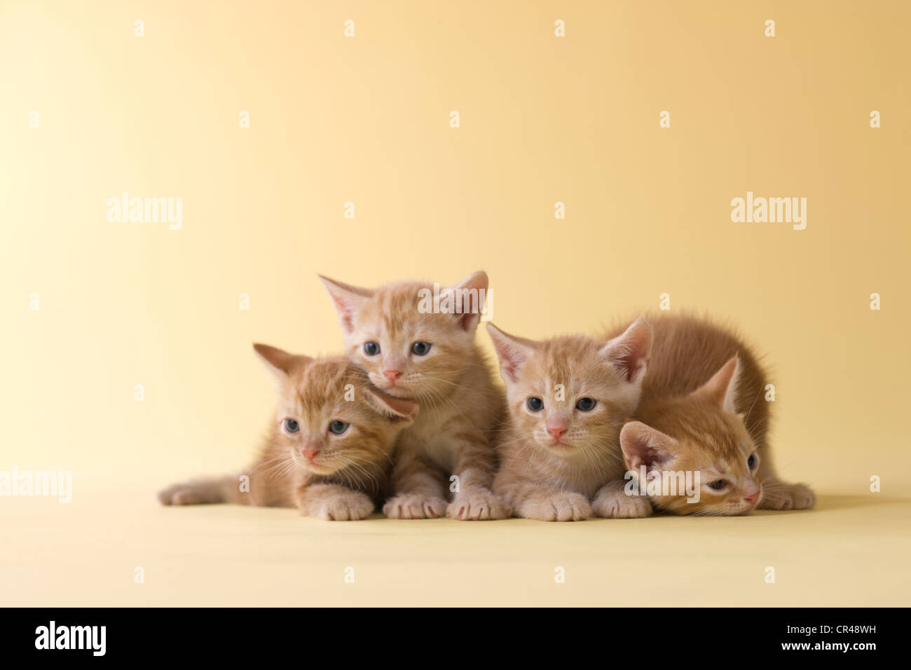 Four American Shorthair Kittens Stock Photo