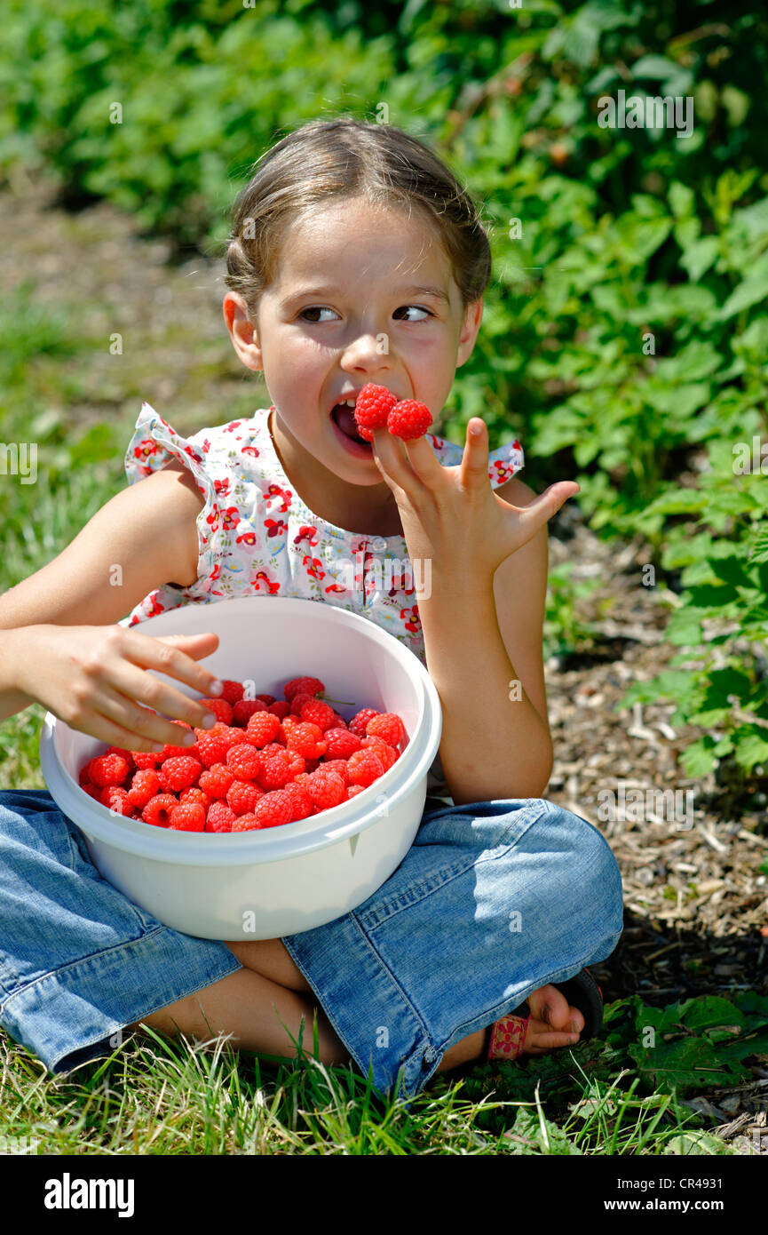 Girl on raspberry farm, eating freshly picked raspberries from a bowl