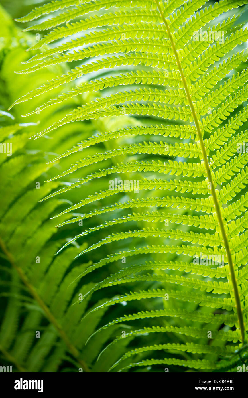 Closeup green fern leaf background Stock Photo