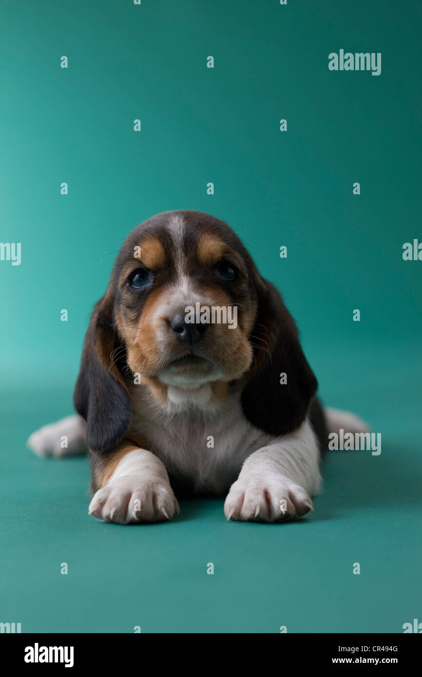 Basset Hound Puppy Stock Photo - Alamy