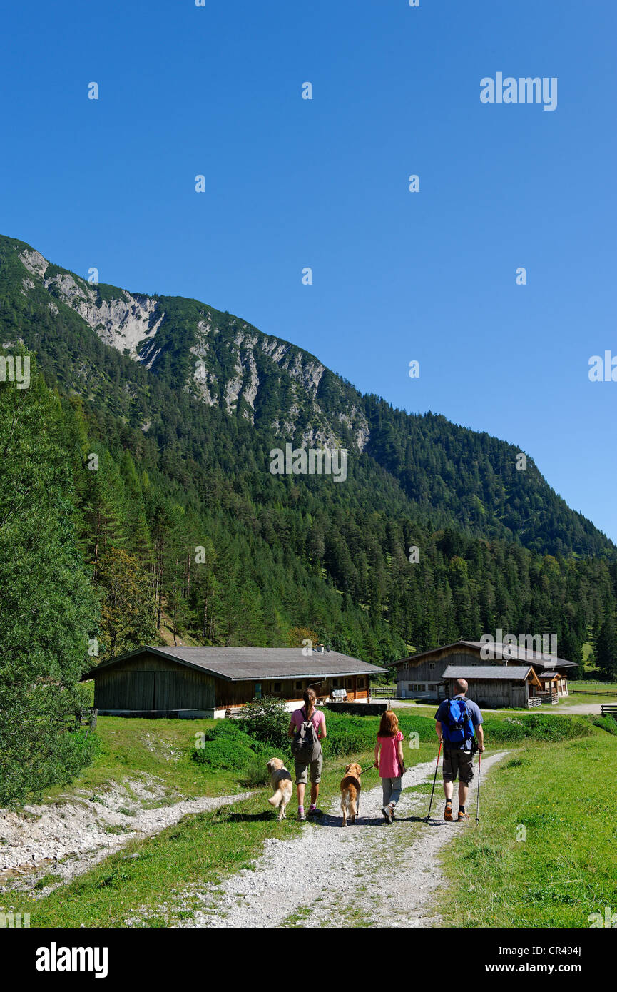 Hikers with dogs walking on the Pletzachalm alp in the Karwendeltal valley, near Pertisau on lake Achensee, Karwendel, Tyrol Stock Photo