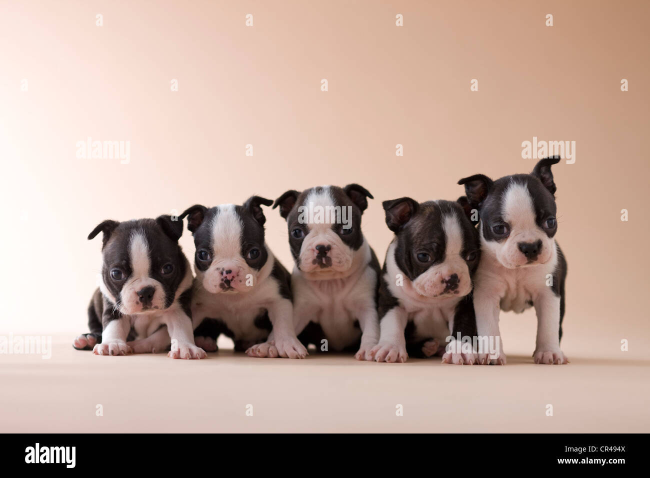 Boston Terrier Puppy In A Cage Crate With The Door Open Her Bed And Blanket  Plus Toys And Bowls Can Be See In The Cage Stock Photo - Download Image Now  - iStock