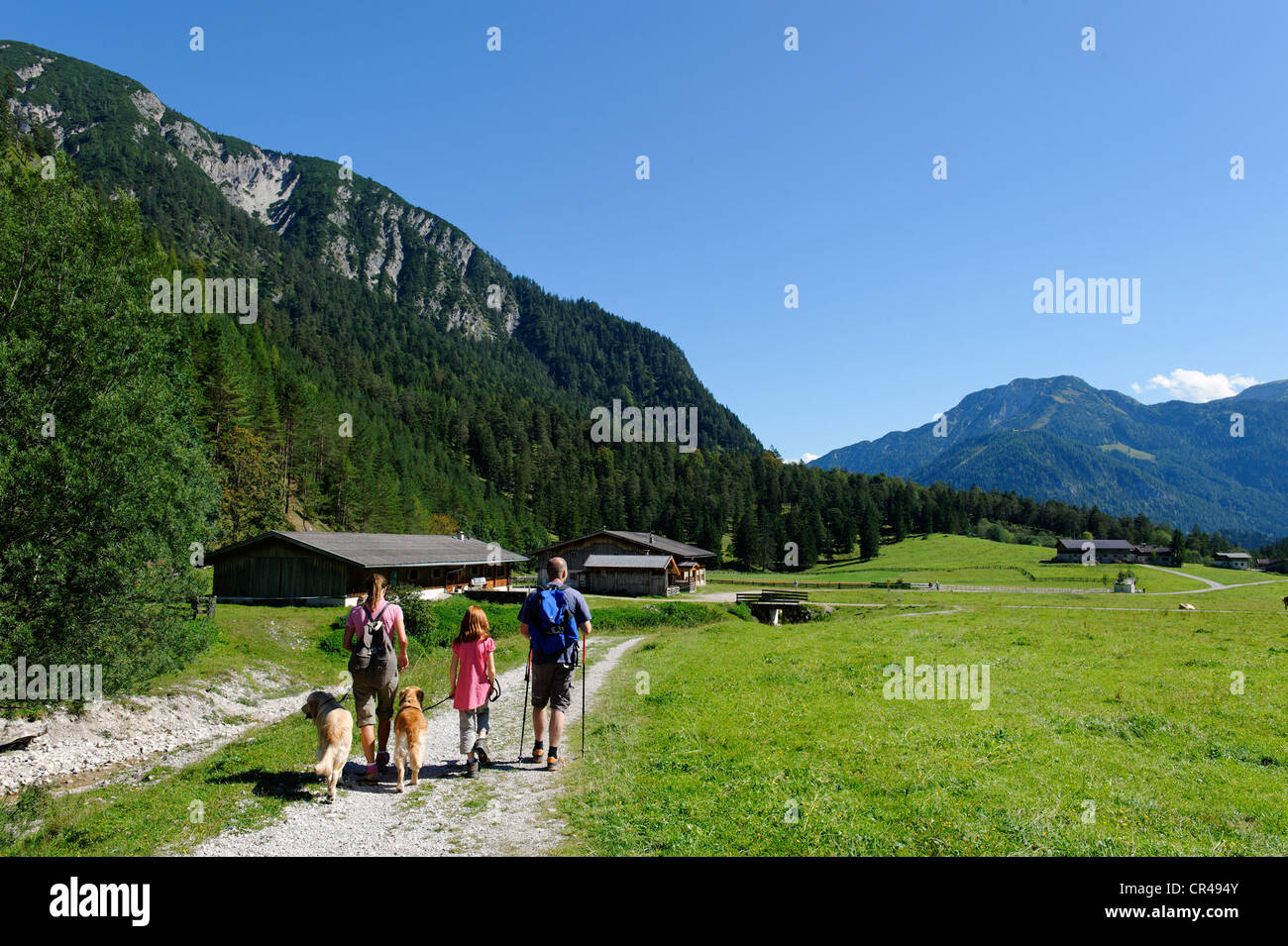 Hikers with dogs walking on the Pletzachalm alp in the Karwendeltal valley, near Pertisau on lake Achensee, Karwendel, Tyrol Stock Photo