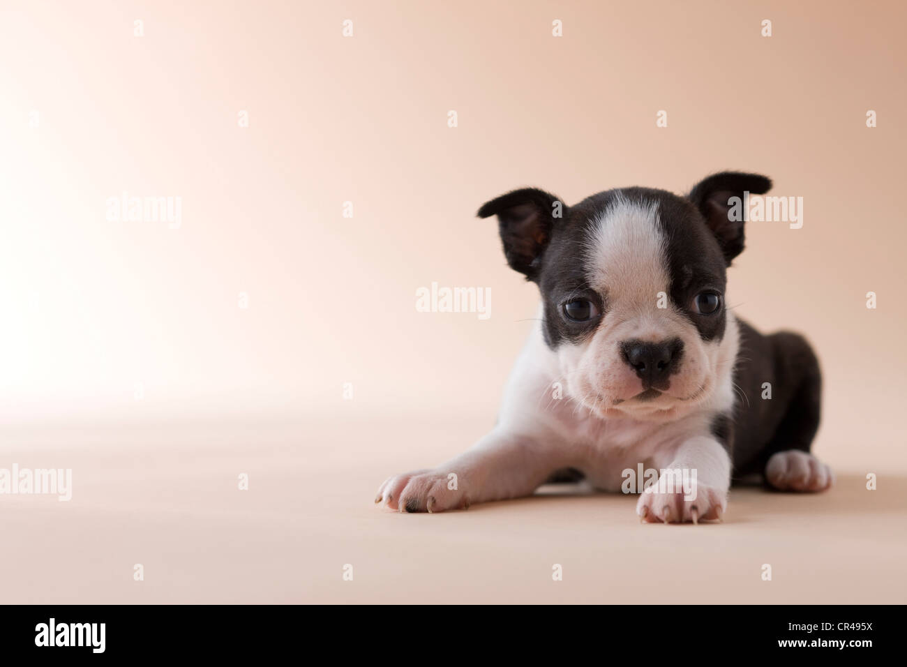 Boston Terrier Puppy Stock Photo