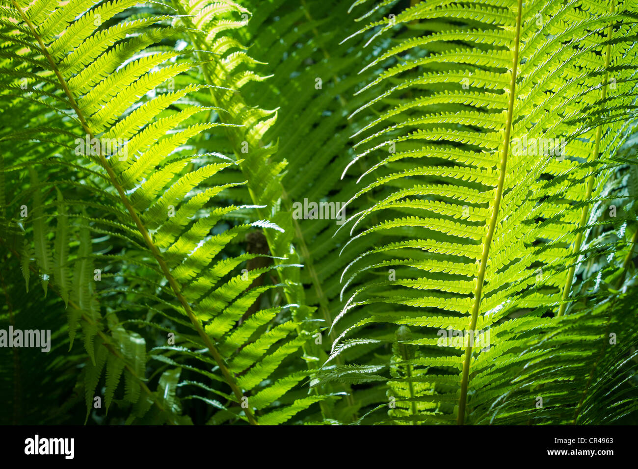 Closeup green fern leaf in formal Garden Stock Photo