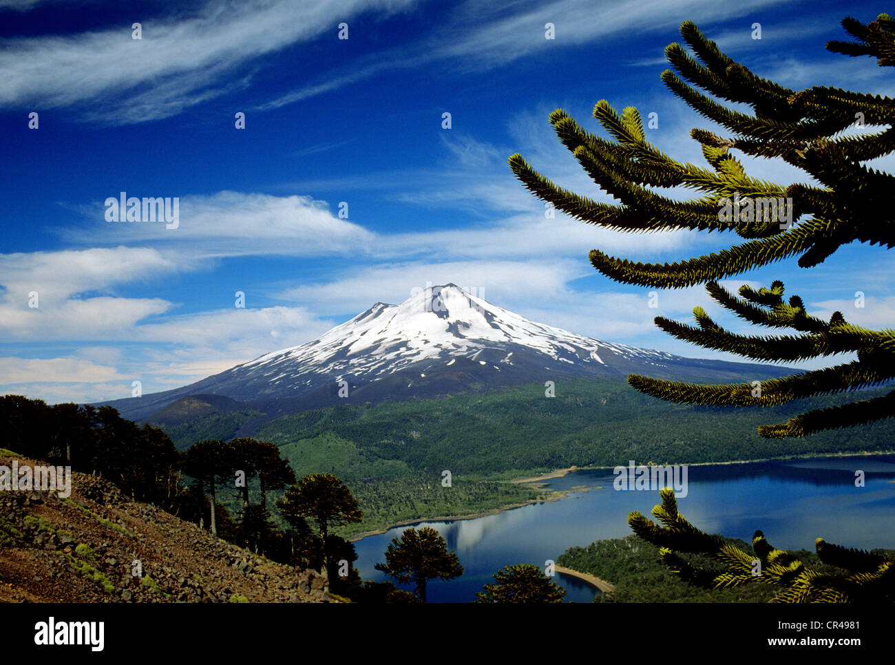 Chile, Los Lagos region, Araucania Province, Conguillio National Park, Llaima volcano, Conguillio lake and Araucaria forest Stock Photo