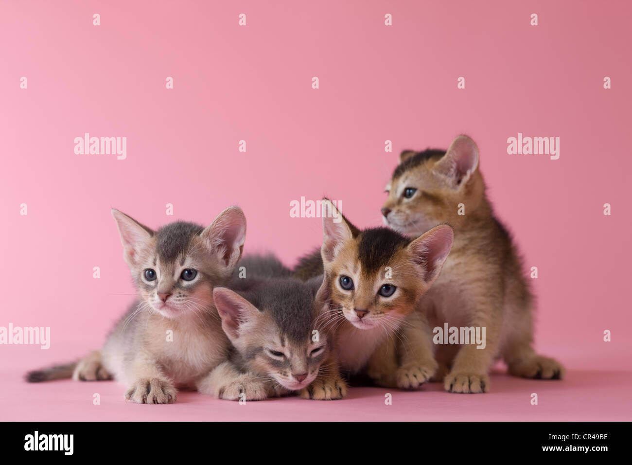 Four Abyssinian Kittens Stock Photo