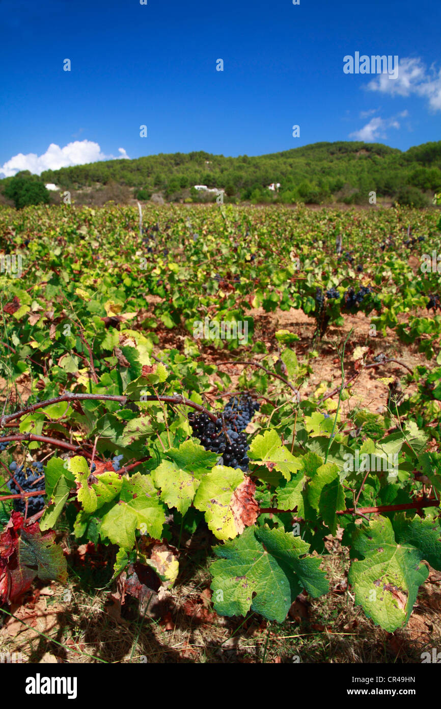 Grapes, Vine (Vitis vinifera) growing in vineyard, San Mateo valley