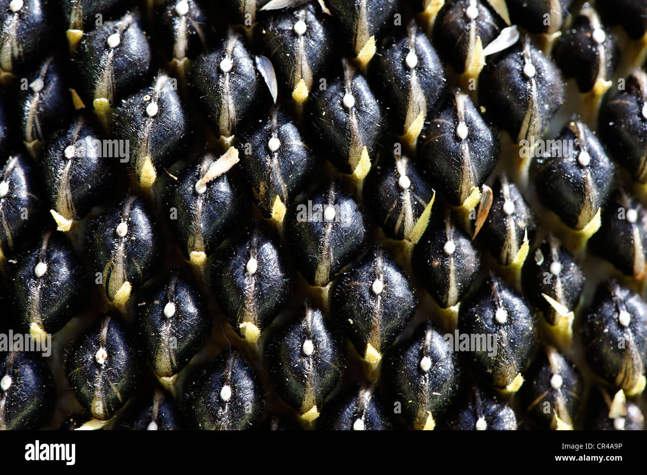 Black sunflower seeds Stock Photo - Alamy