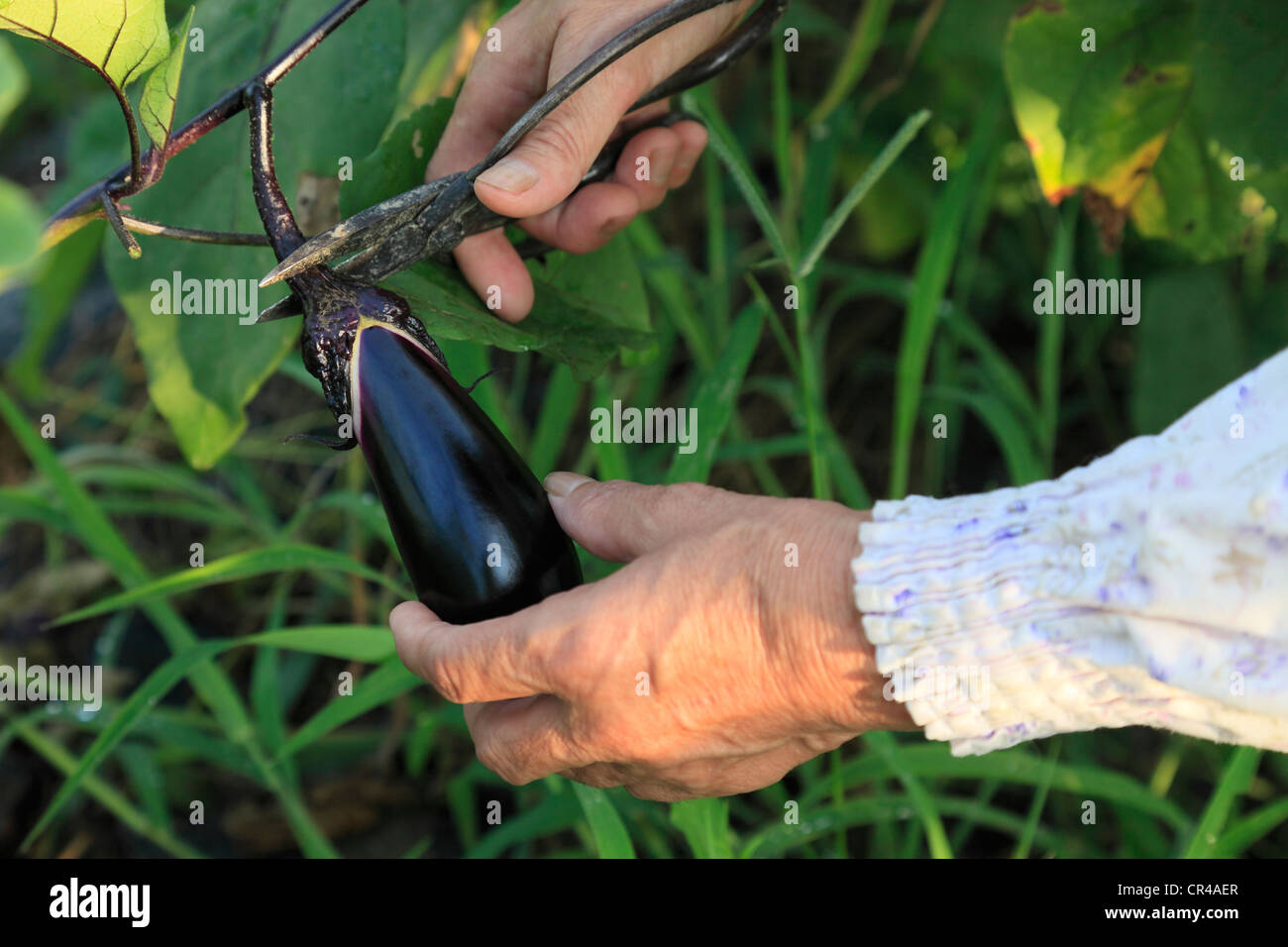 Farmer Harvesting Eggplant with Scissors Stock Photo Alamy
