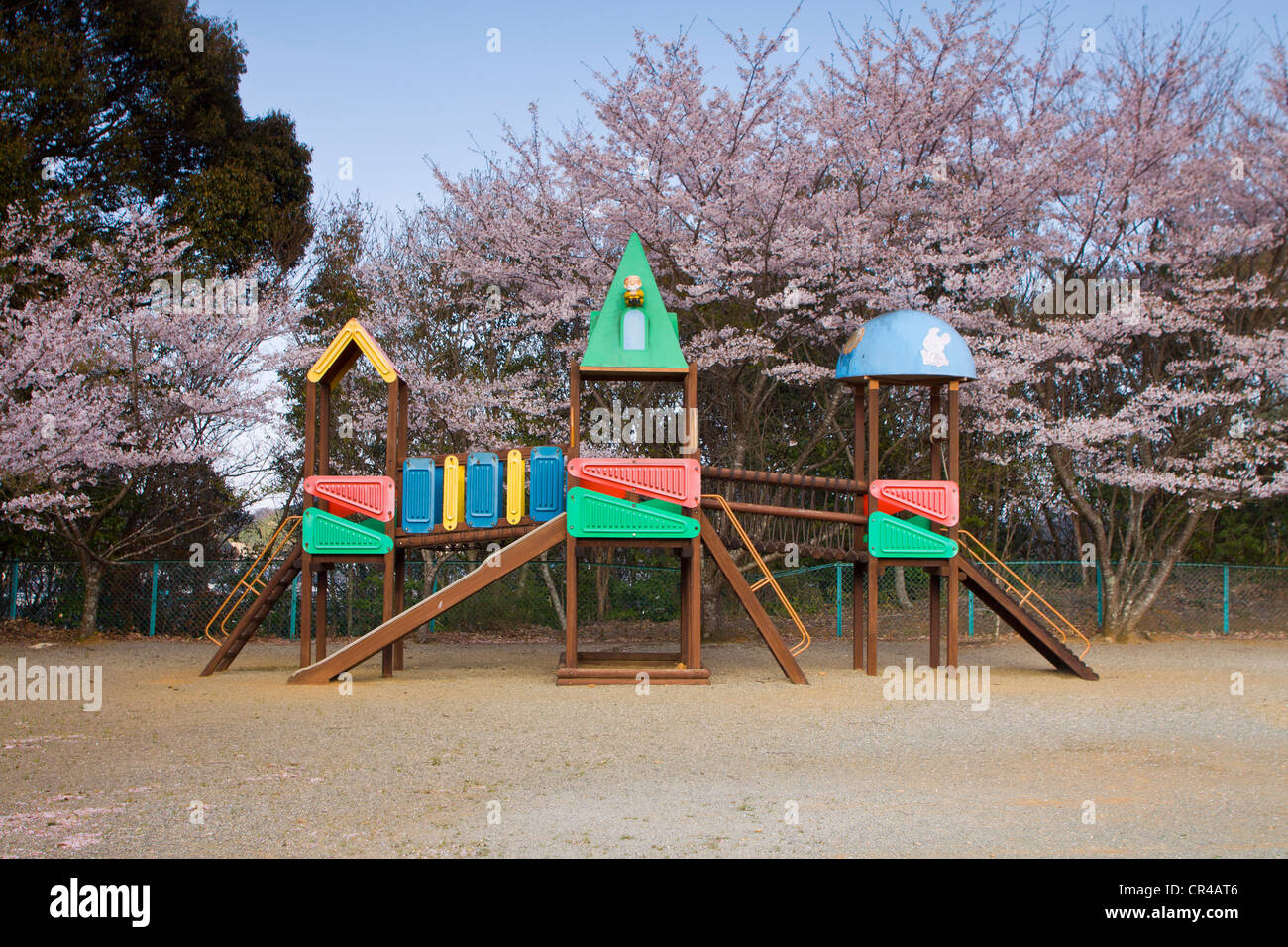Japanese playground surrounded by spring 'Sakura' cherry blossom Stock