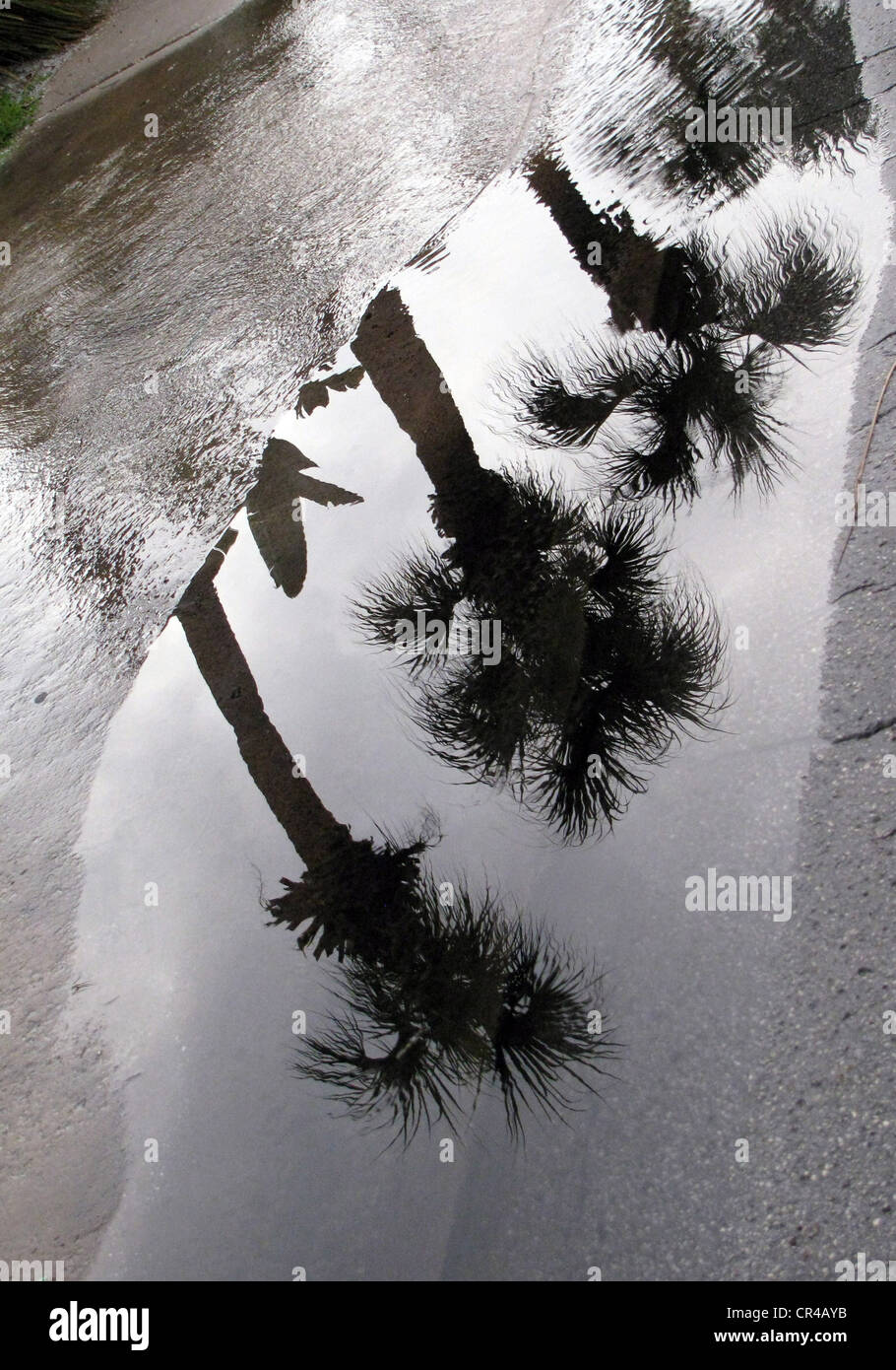 Palms in the water Stock Photo Alamy