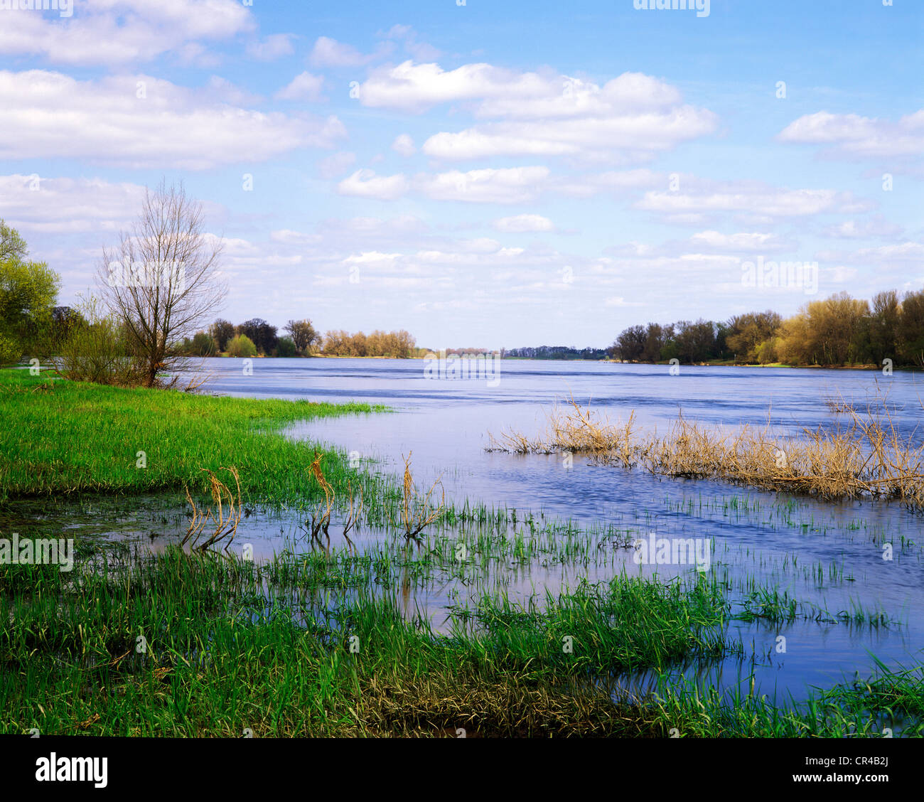 Elbe wetlands near Arneburg, Saxony-Anhalt, Germany, Europe Stock Photo