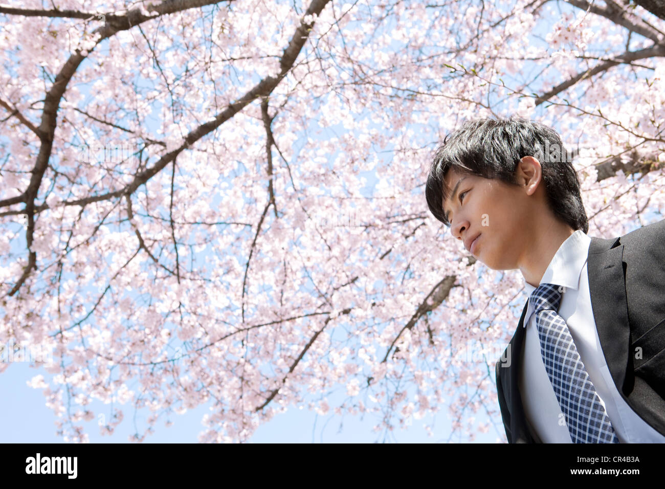 Young Businessman Under Cherry Blossom Tree Stock Photo - Alamy