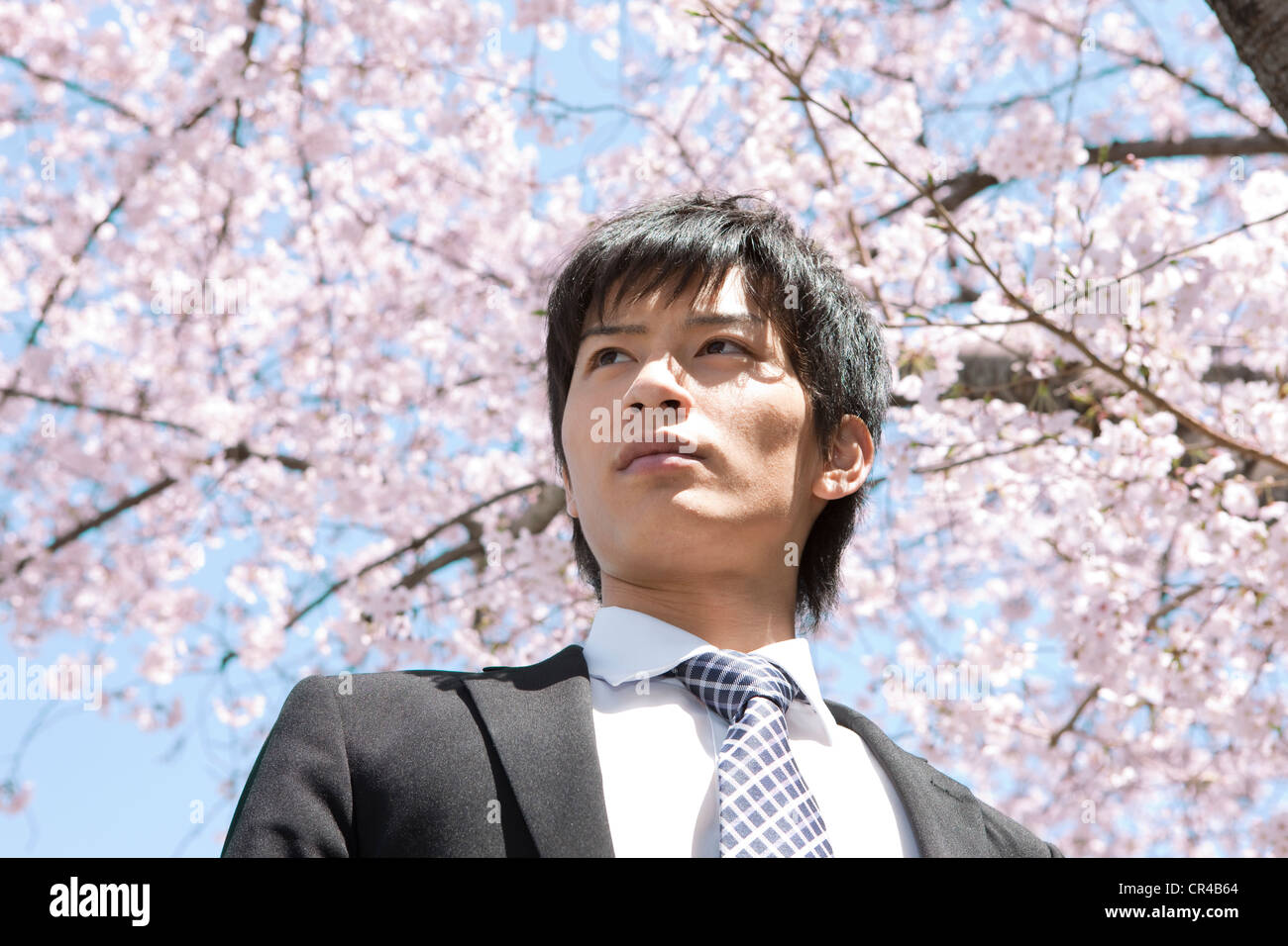 Young Businessman Under Cherry Blossom Tree Stock Photo - Alamy