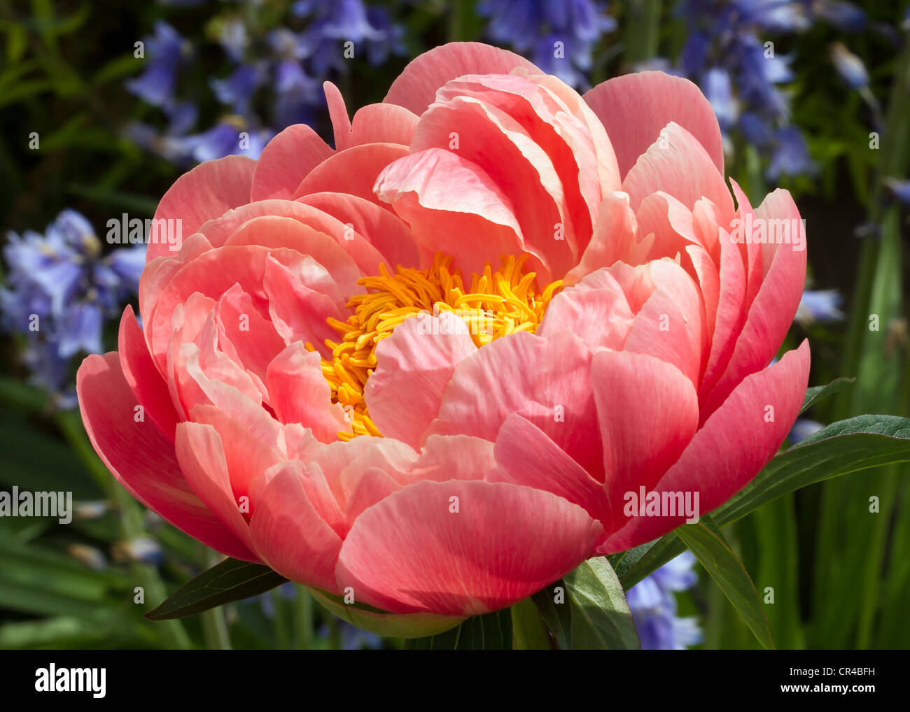 Large pink peony with bright yellow center backed by blue flowers and greenery. Stock Photo