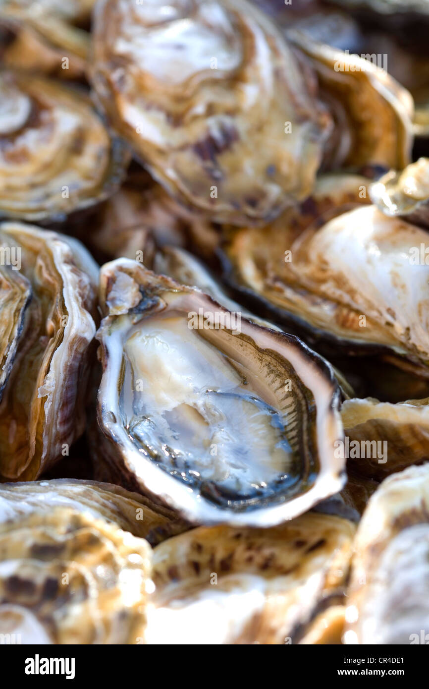 France, Vaucluse, Lourmarin, Auberge de la Feniere, oysters from
