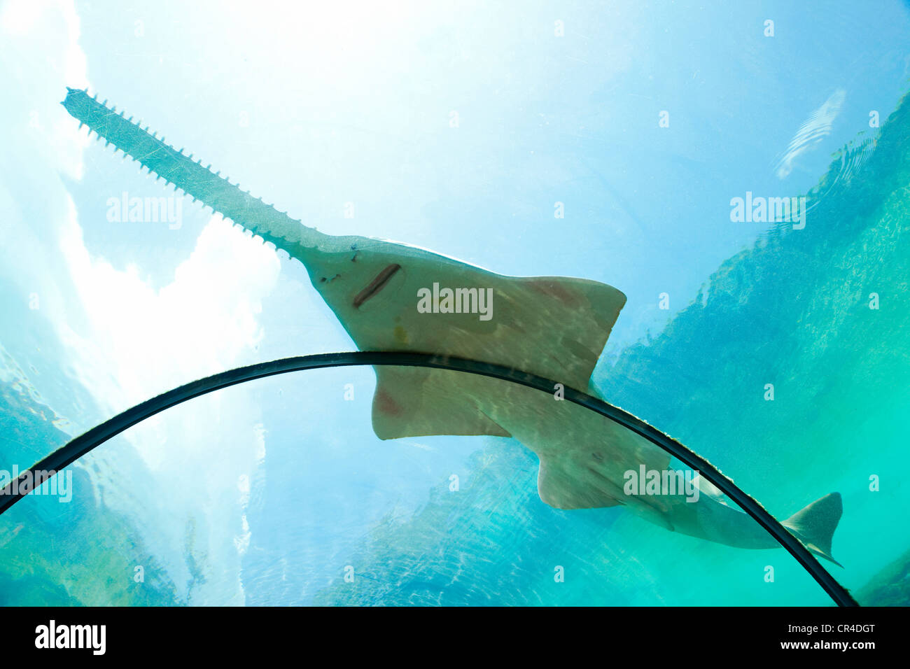 Bahamas sawshark hires stock photography and images Alamy