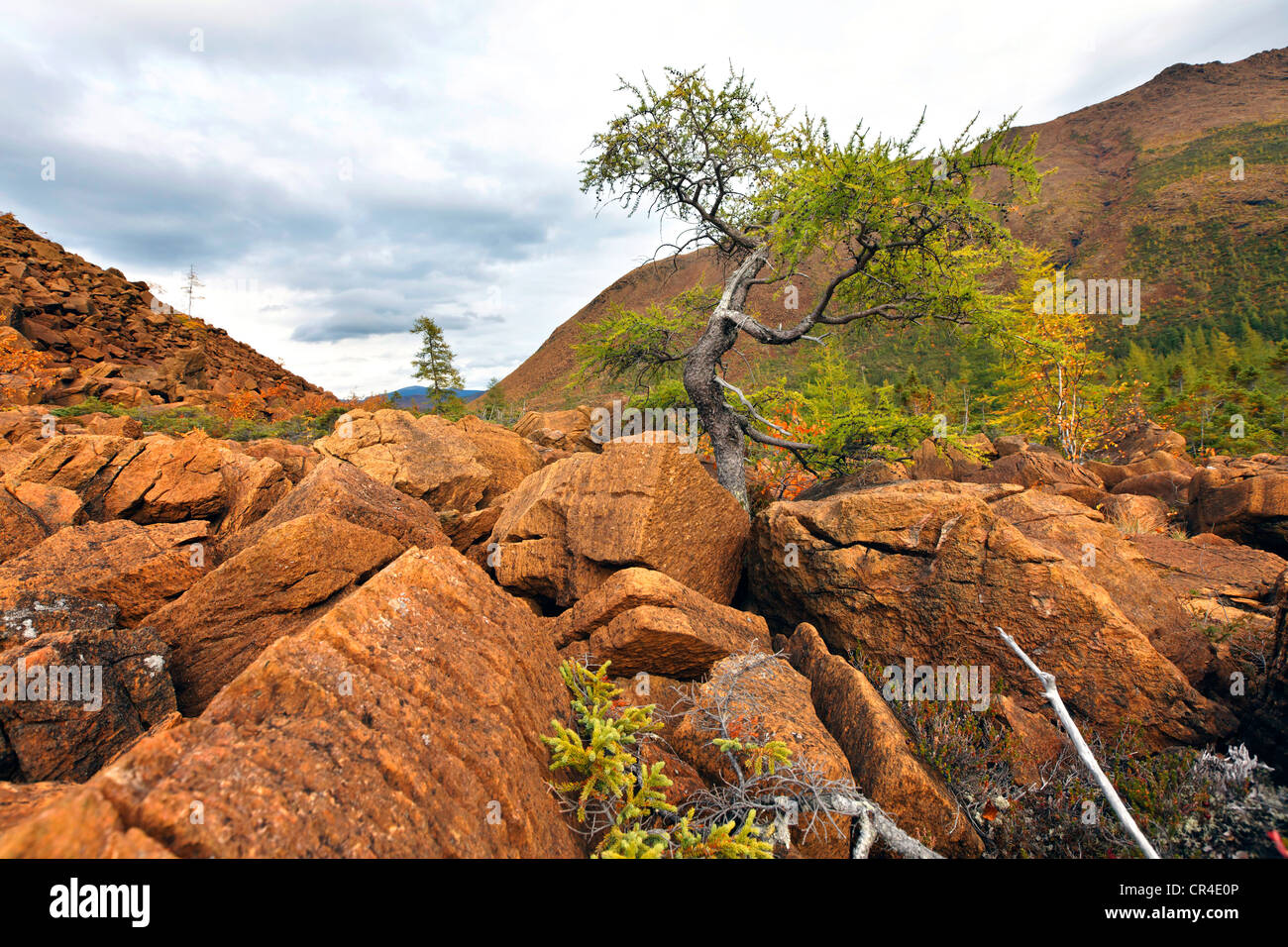 Mont Albert landscape, Gaspesie National Park, Quebec, Canada Stock ...