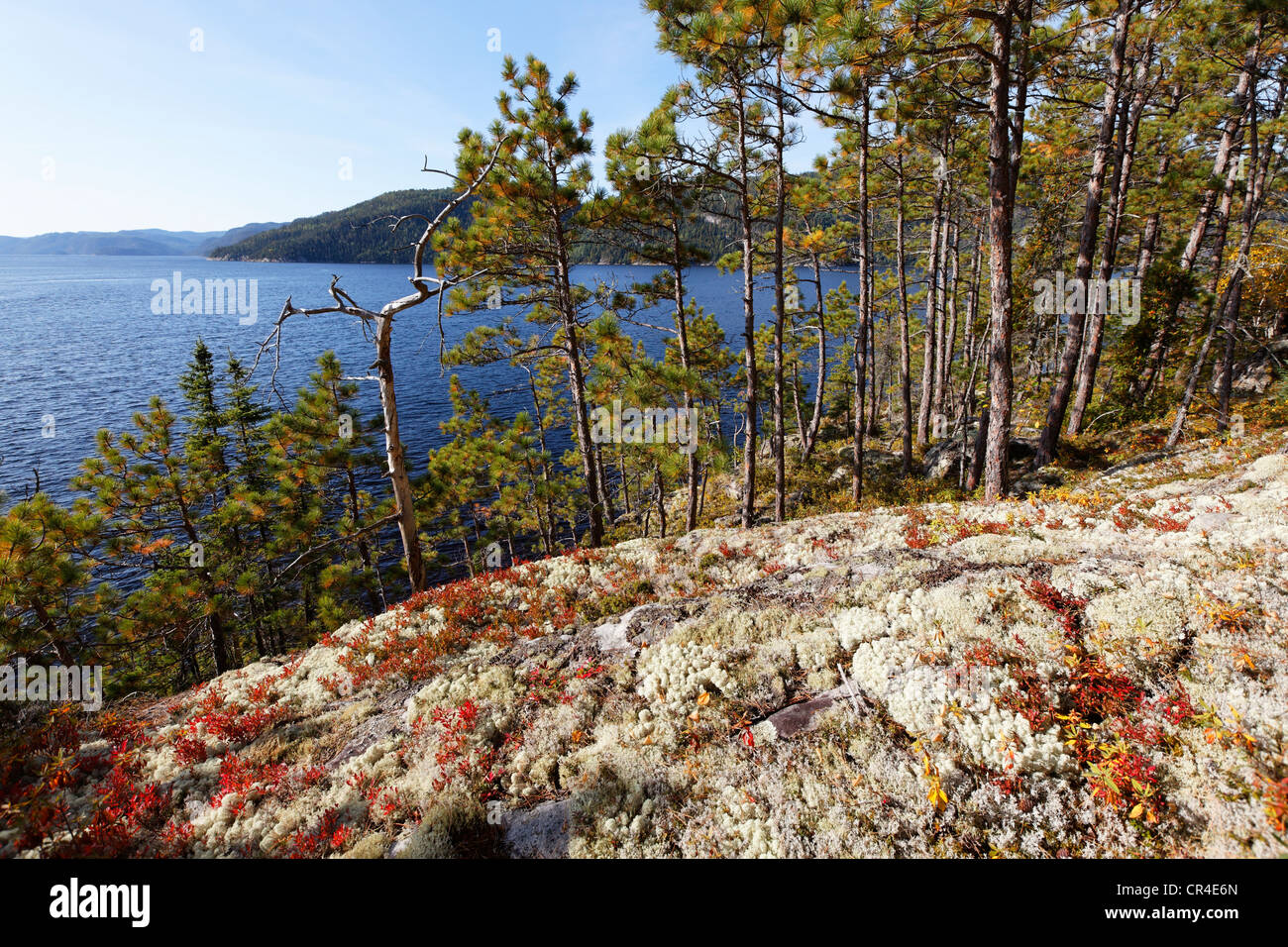 Forest with Red pine or Norway pine (Pinus resinosa), St. Catherine Bay, Quebec, Canada Stock Photo