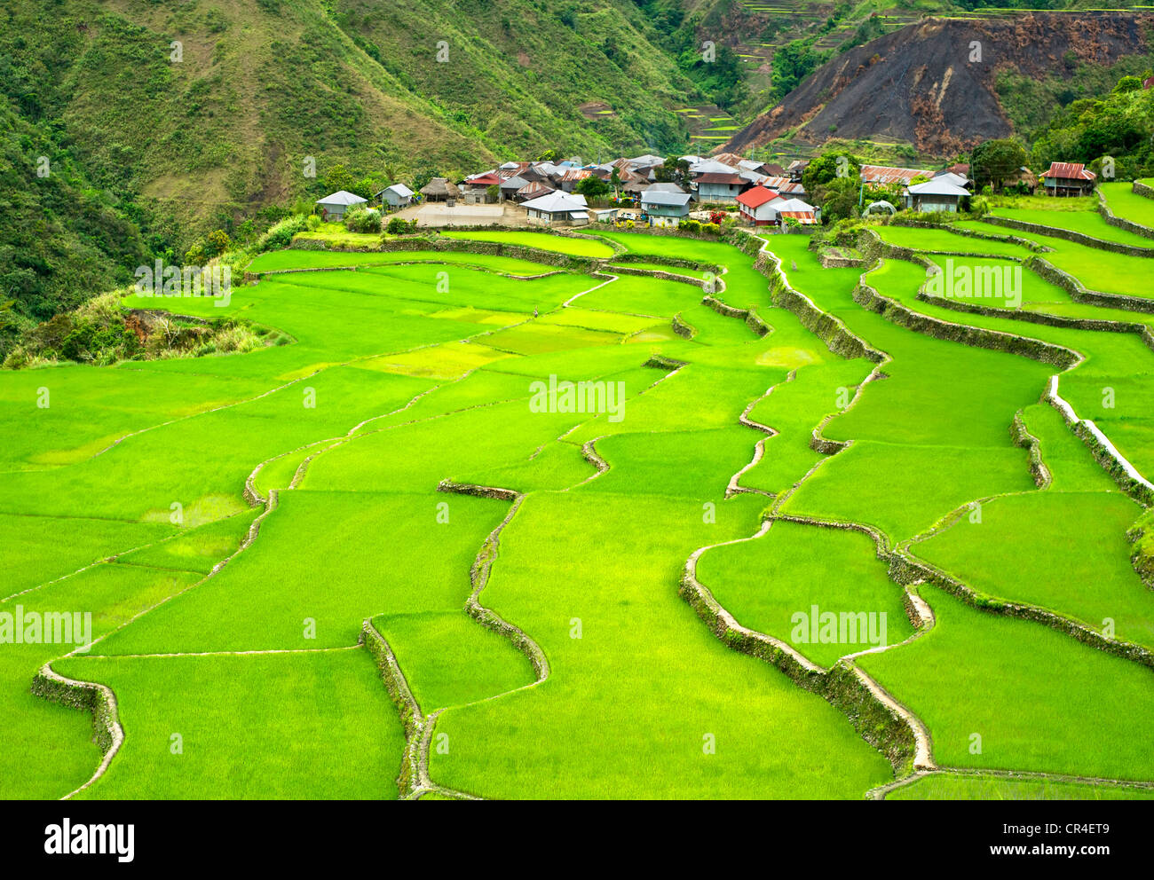 Cordillera Rice Terraces