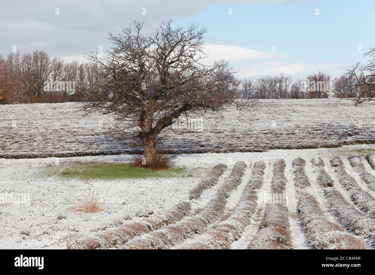 Lavander field and chestnut trees, snow, Montagne d'Albion, Drome