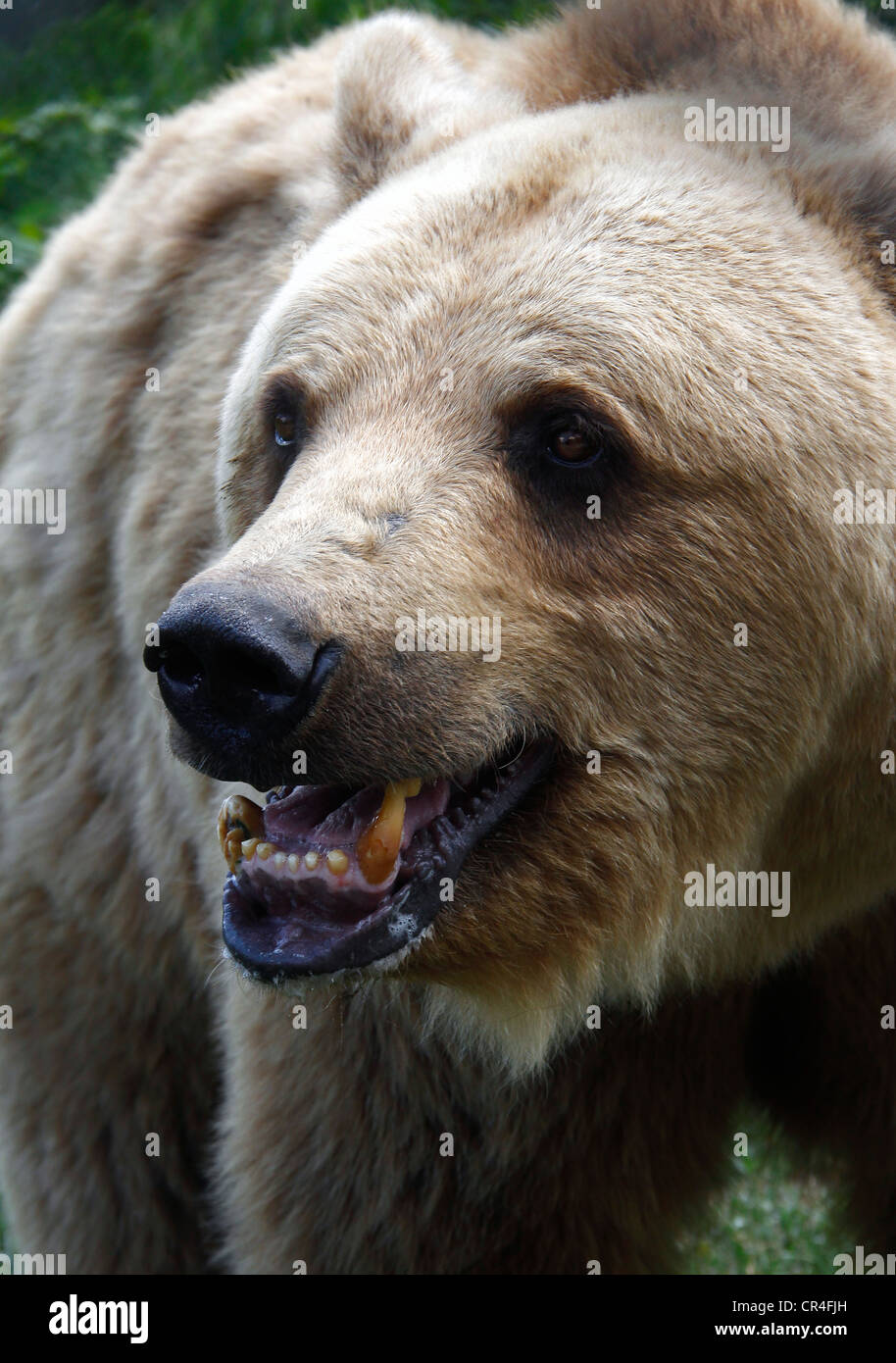 Brown bear watching angrily in the vicinity. Stock Photo