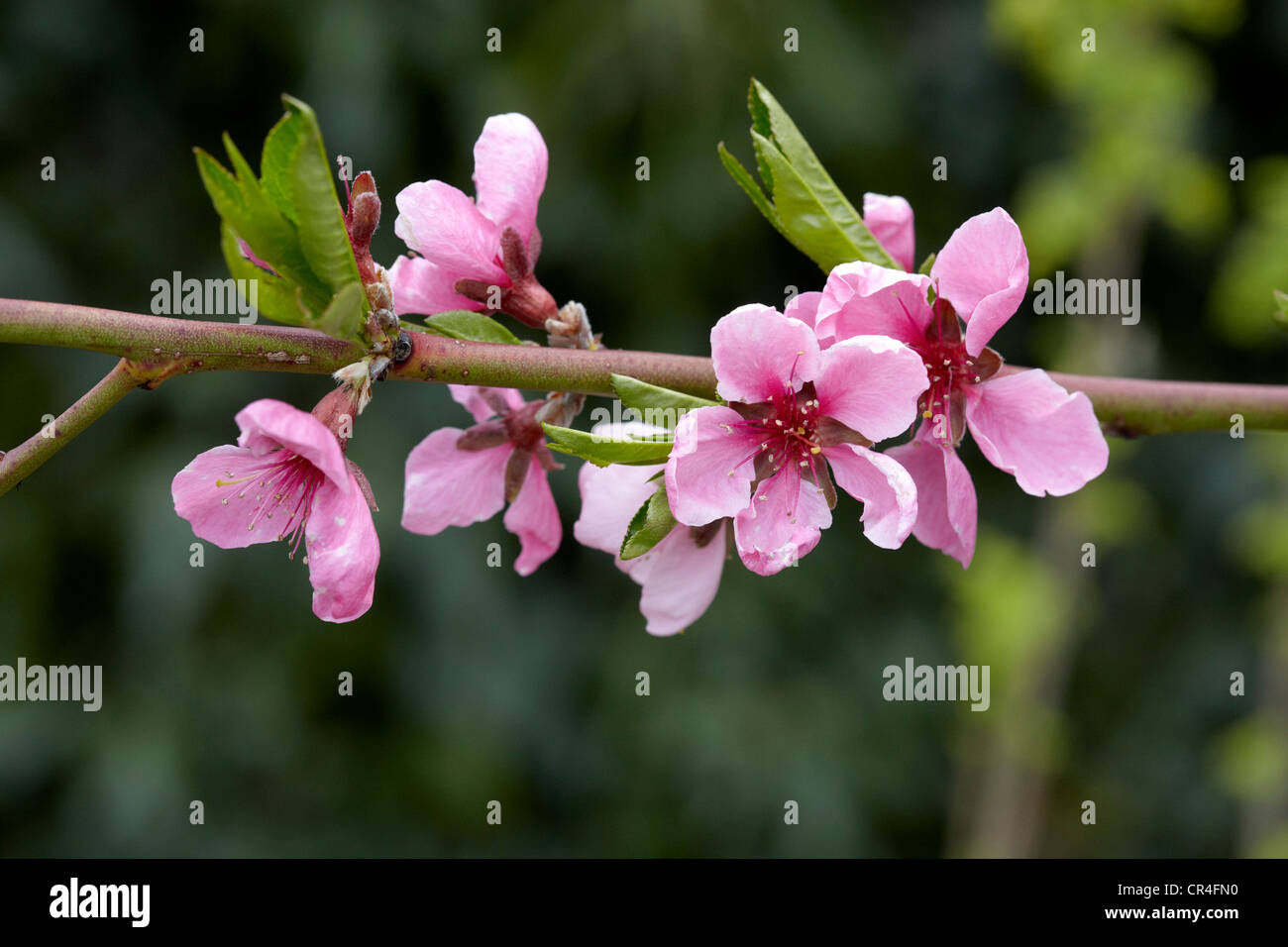 Blossoms of a peach tree, peach (Prunus persica) Stock Photo