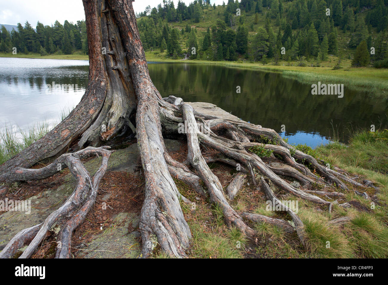 Tree roots in Gruensee, Green Lake, Turracher Hoehe, Carinthia, Austria, Europe Stock Photo