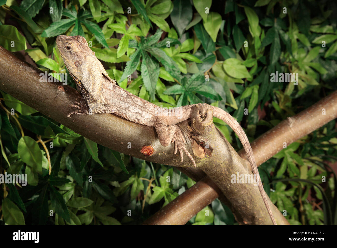 Frilled Dragon on a stick Stock Photo