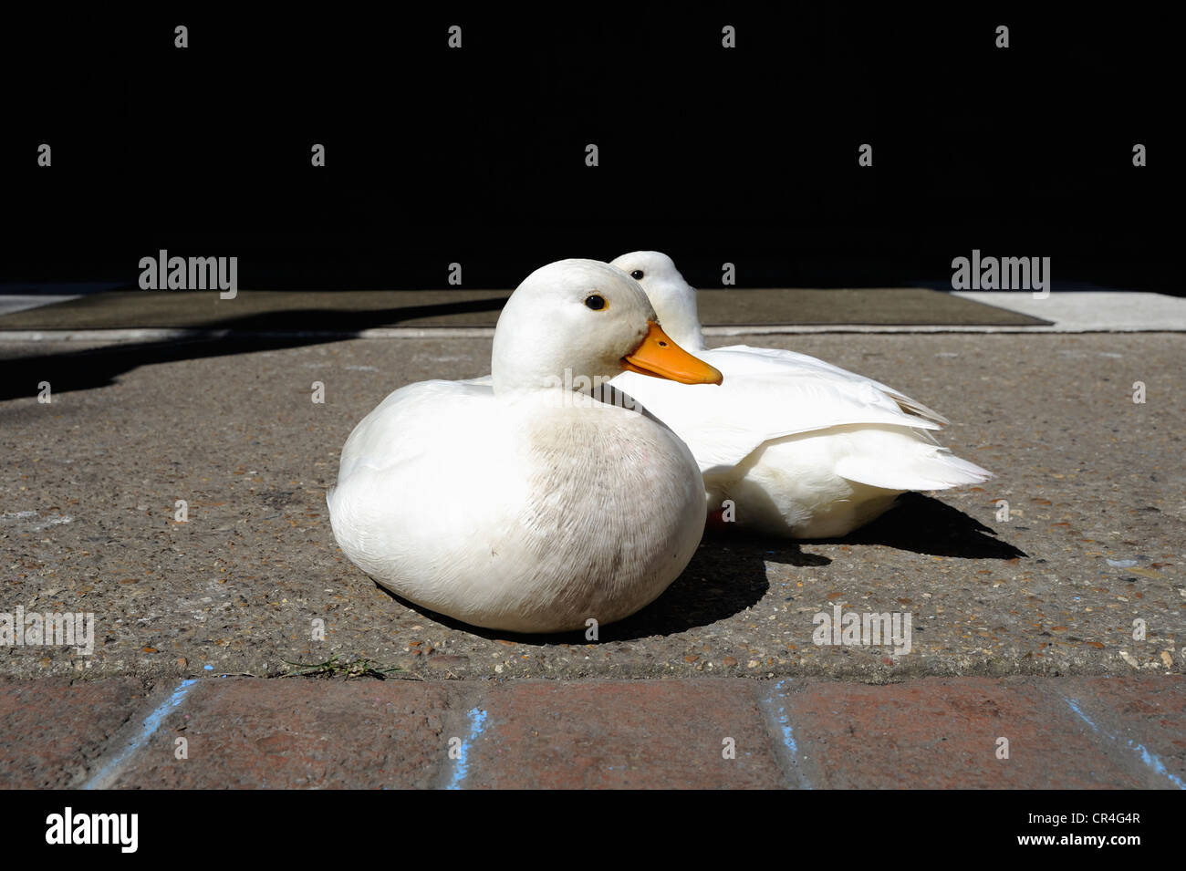 Two white ducks sitting in the sun Stock Photo Alamy
