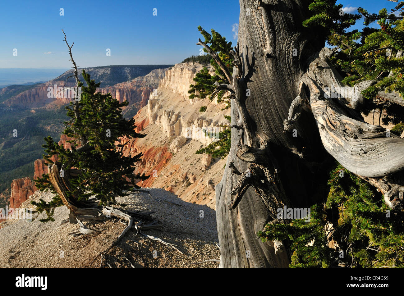 Ancient Bristlecone pine (Pinus longaeva) at Powell Point, Escalante Mountains, Dixie National Forest, Utah, USA, North America Stock Photo