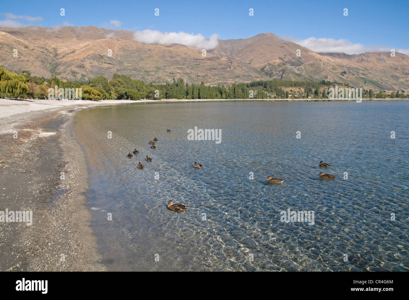 Lake Wanaka in New Zealand's South island Stock Photo - Alamy
