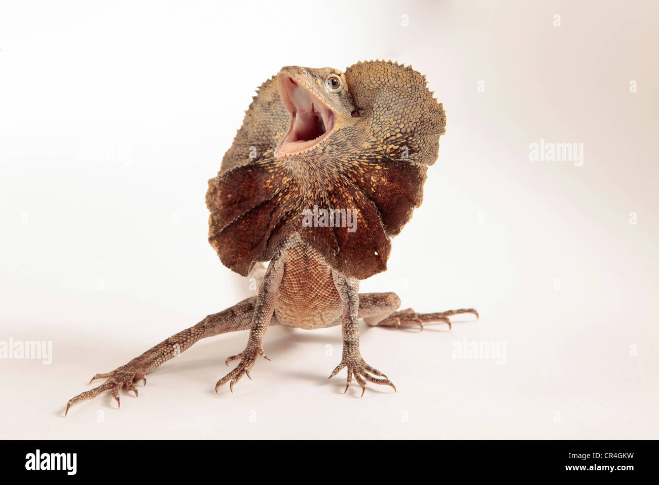 Frilled Dragon showing its frill around its neck in a studio shot on a plain background Stock Photo